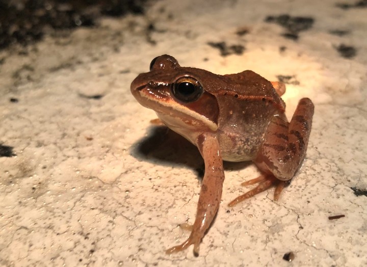 Wood Frog